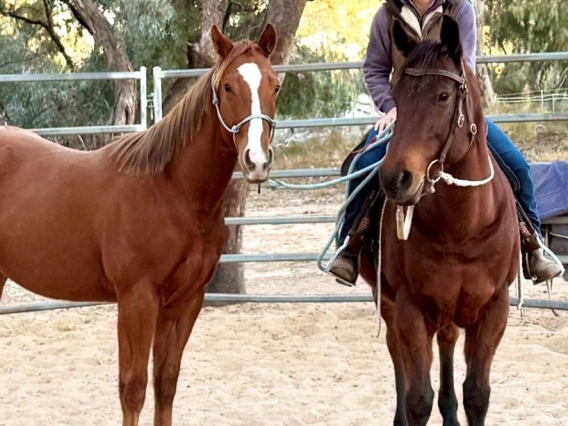 Danielle Connolly, New South Wales