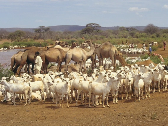 Somalia livestock at water point