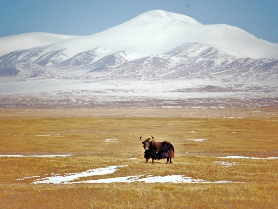 Tibet wild yak