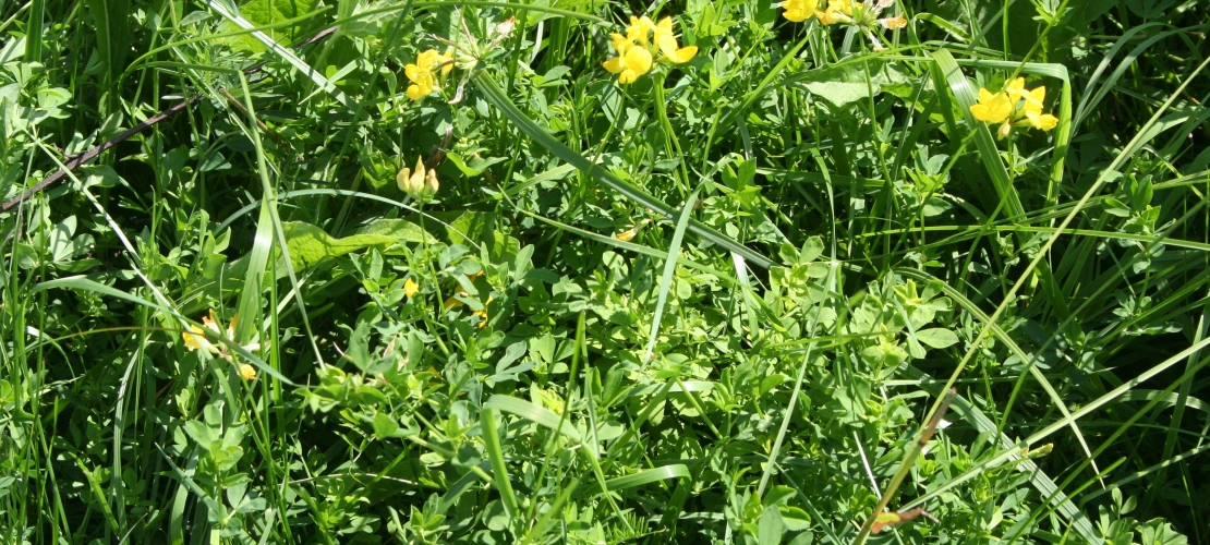 NS_27-08-2026_Birds-foot-trefoil-2