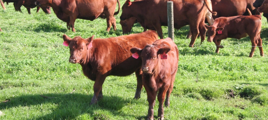 NS_27-08-2026_Calves