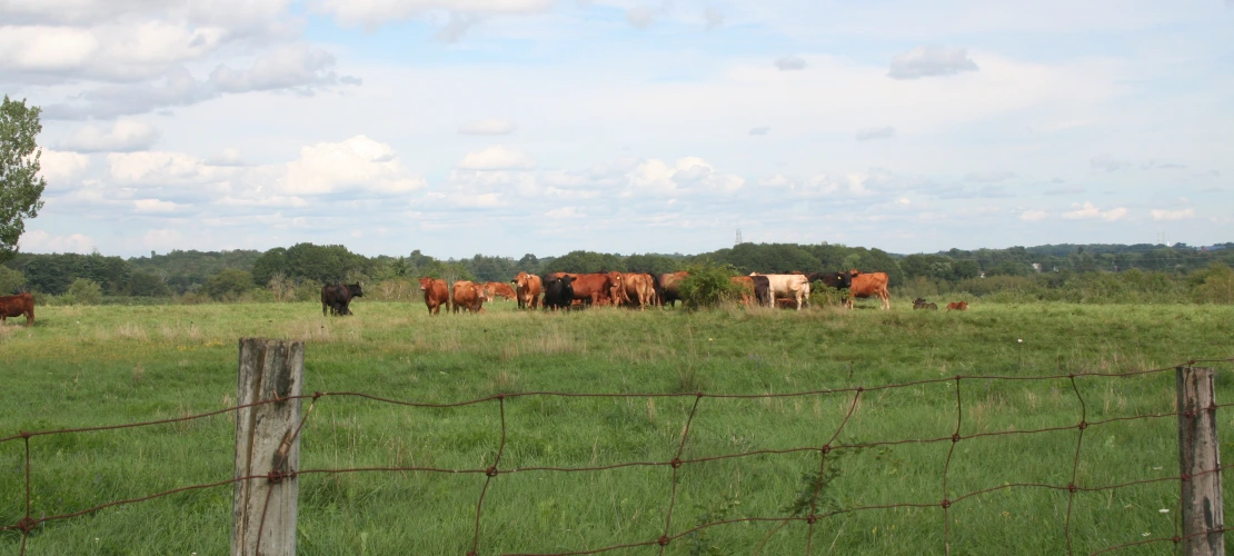 NS_27-08-2026_Cattle-in-pasture-2