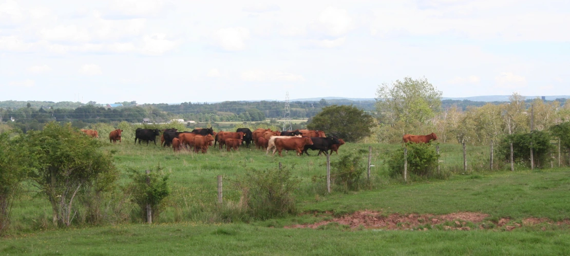NS_27-08-2026_Cattle-in-pasture