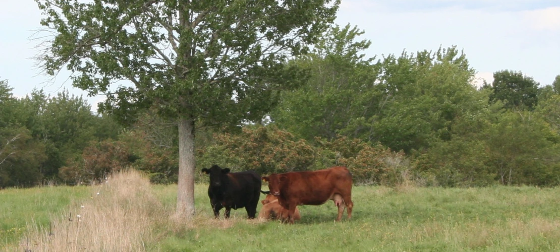 NS_27-08-2026_Cattle-under-a-tree-2