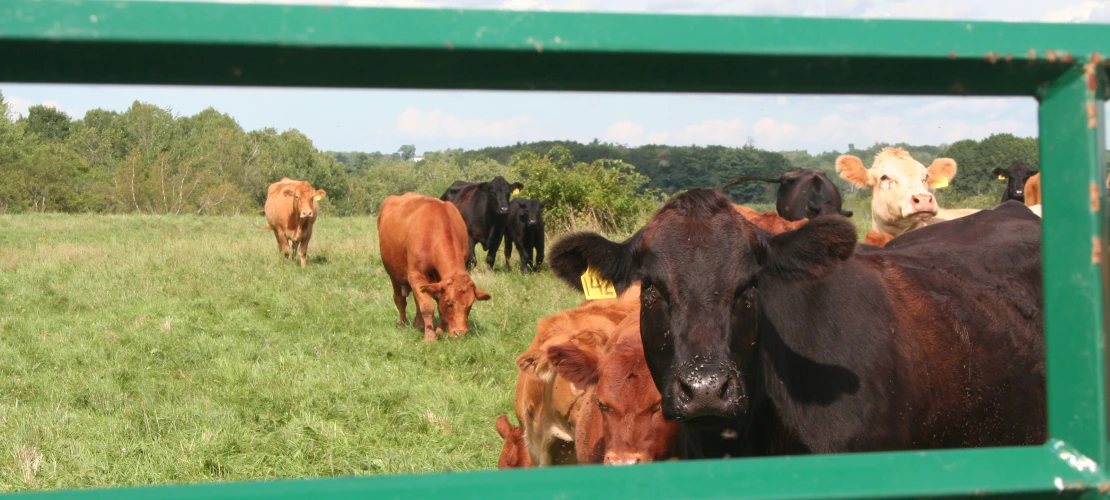 NS_27-08-2026_Cattle-upclose