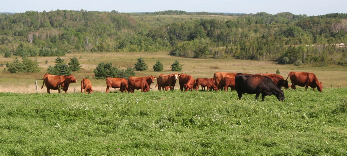 NS_27-08-2026_Cows-grazing-2