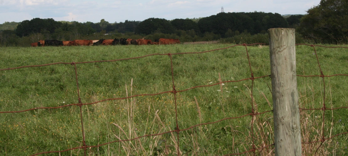 NS_27-08-2026_Fence-and-cattle