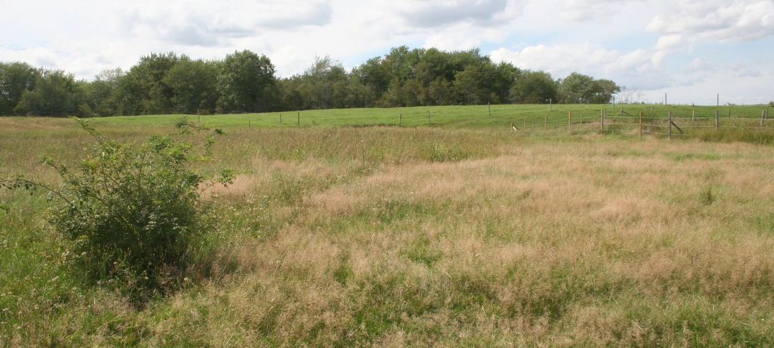 NS_27-08-2026_Grassy-pasture-2
