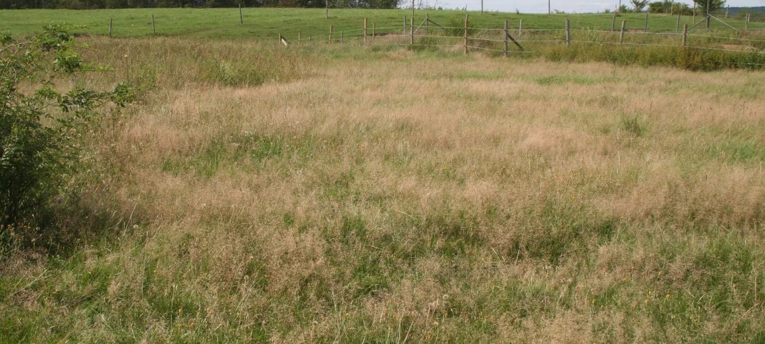 NS_27-08-2026_Grassy-pasutre-3