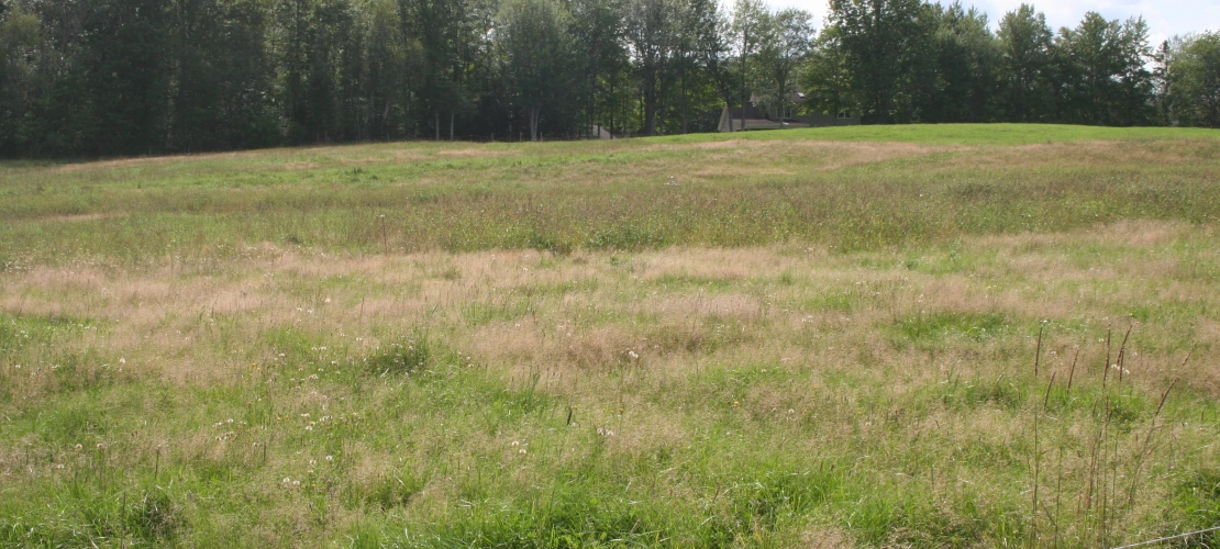NS_27-08-2026_Grassy-pasture-4