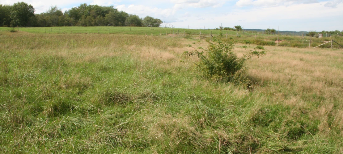 NS_27-08-2026_Grazed-pasture-2