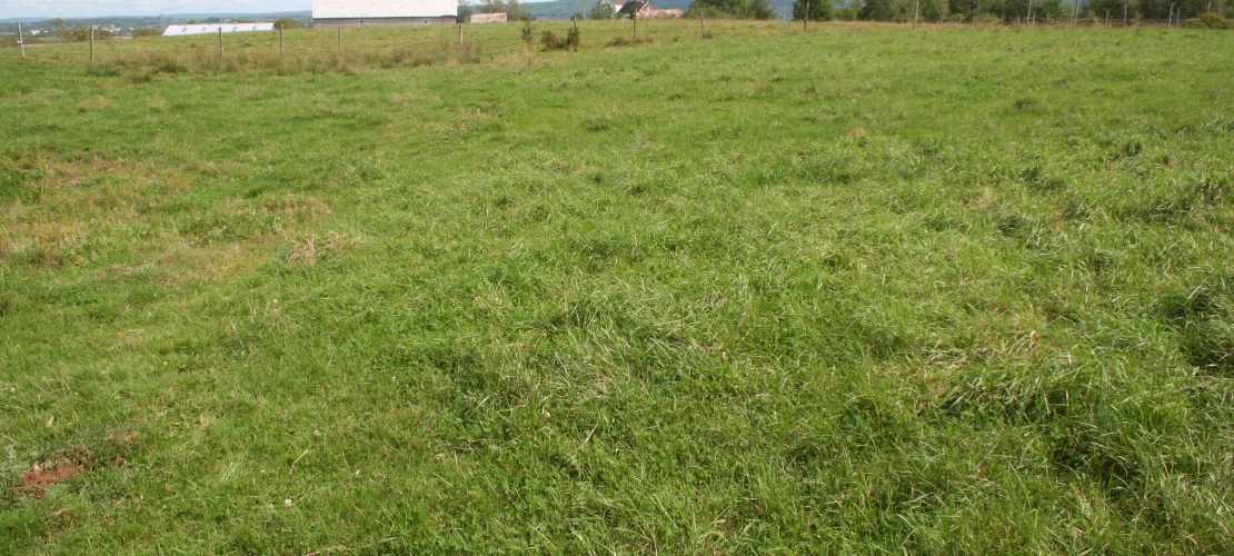 NS_27-08-2026_Grazed-pasture