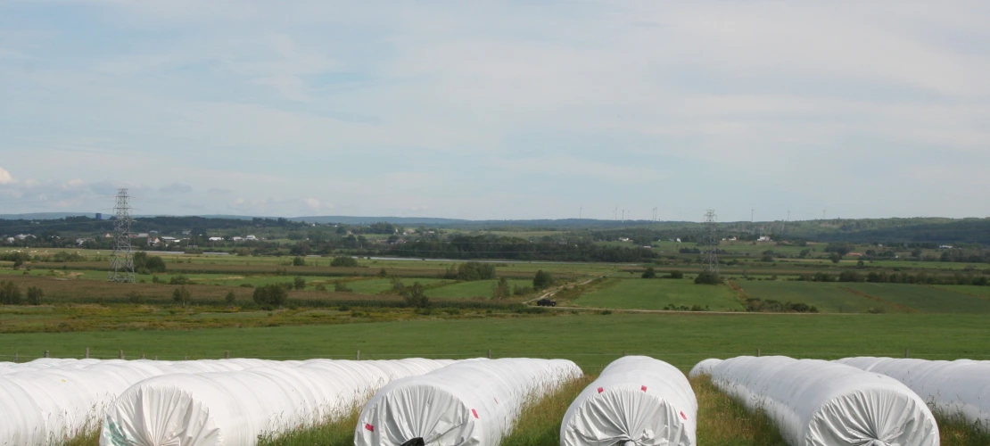 NS_27-08-2026_Haylage