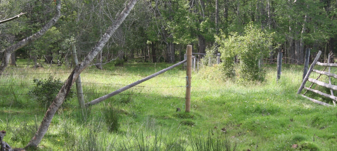 NS_27-08-2026_Treed-Pasture-2
