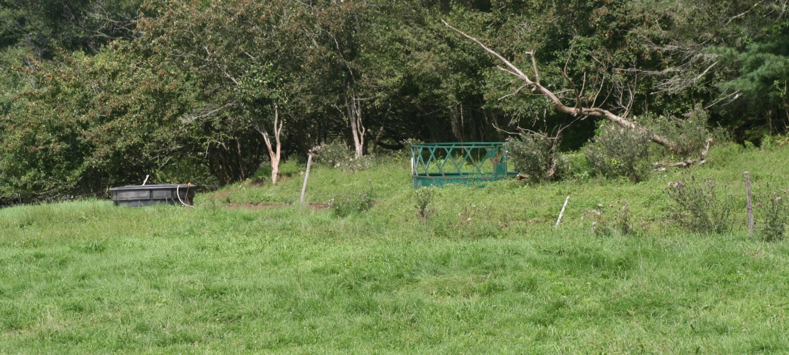 NS_27-08-2026_Treed-Pasture