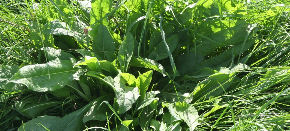 NS_27-08-2026_Common-sorrel
