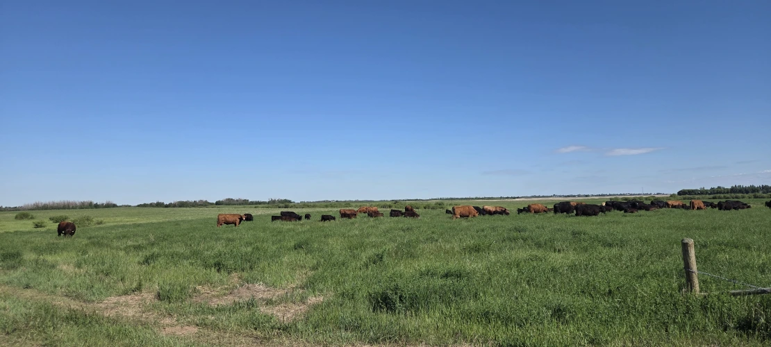 SK_June15-2026_BalzerCowsGrazing