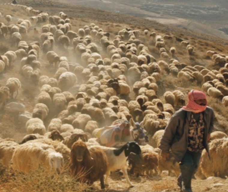 High Atlas mountains herder and sheep image