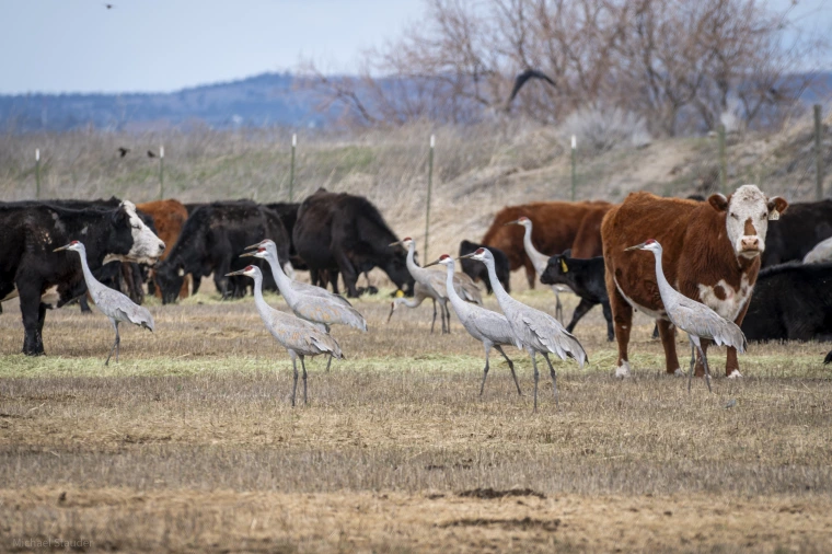 Wildlife interactions image