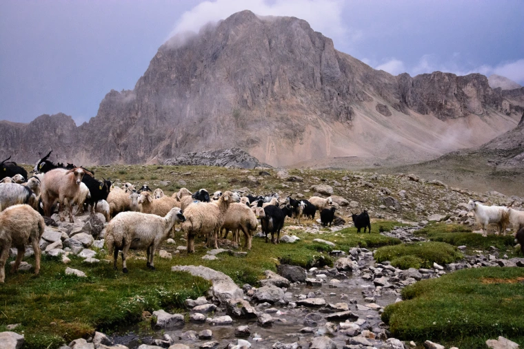 Munzur goat and sheep Michael Benanav image