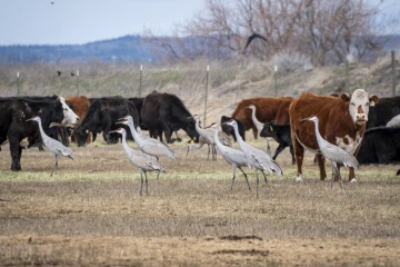 Wildlife interactions image