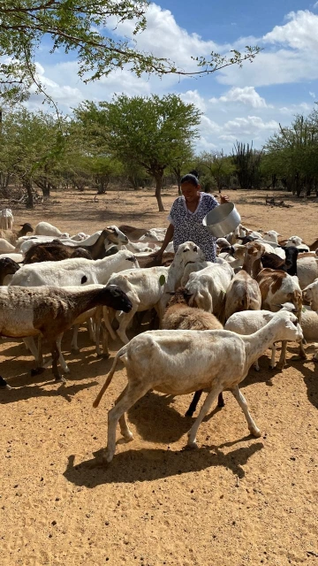 Columbia Goats 2
