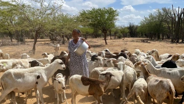 Columbia goats 3