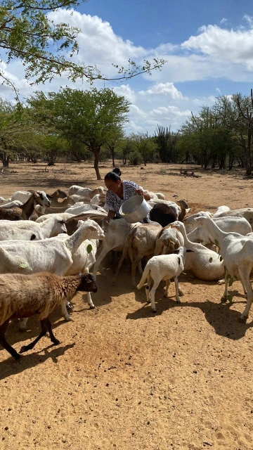 Columbia Goats