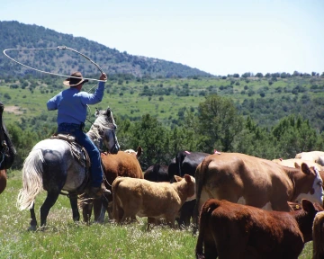 Cattle cowboy lasso