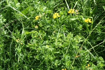 NS_27-08-2026_Birds-foot-trefoil-2