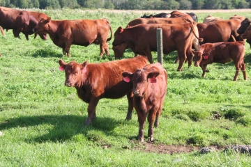 NS_27-08-2026_Calves