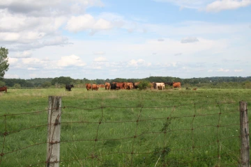 NS_27-08-2026_Cattle-in-pasture-2