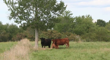 NS_27-08-2026_Cattle-under-a-tree-2