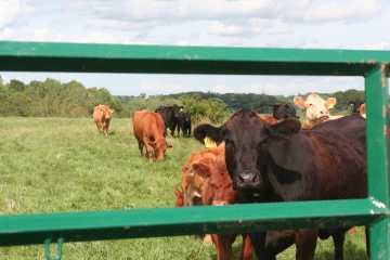NS_27-08-2026_Cattle-upclose