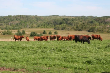 NS_27-08-2026_Cows-grazing-2