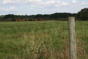 NS_27-08-2026_Fence-and-cattle