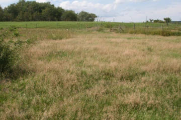 NS_27-08-2026_Grassy-pasutre-3