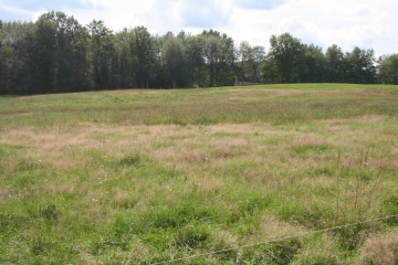 NS_27-08-2026_Grassy-pasture-4