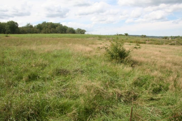 NS_27-08-2026_Grazed-pasture-2