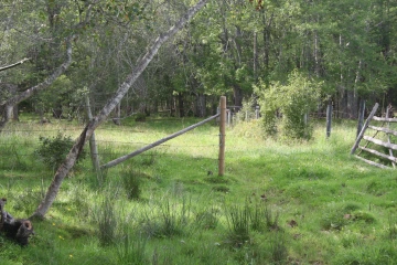 NS_27-08-2026_Treed-Pasture-2