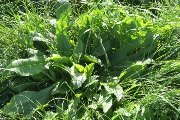 NS_27-08-2026_Common-sorrel