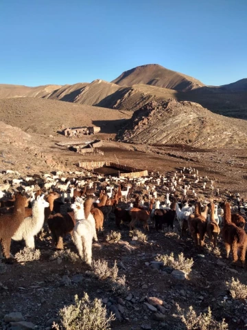 Herd in mountains