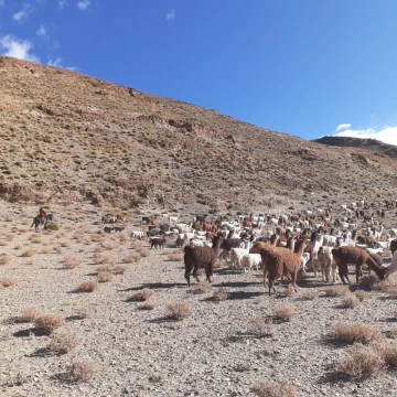 Herding in Argentina