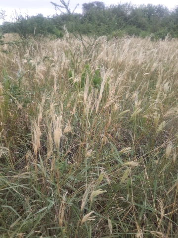 Natural pasture Chaco