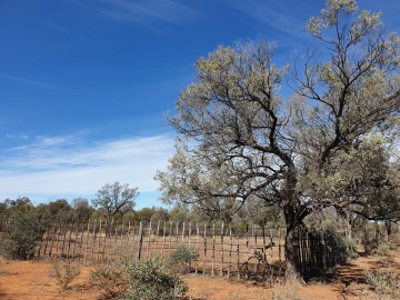 Fence and tree