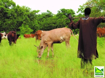 Herder and cows in grass