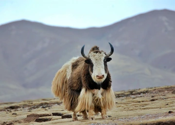 Lone yak