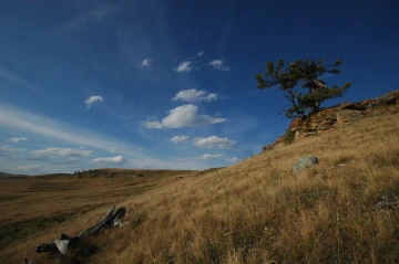 Lone tree on rise