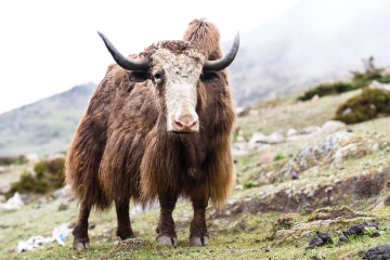 Multimedia story about high-altitude Dokpa yak herders in North Sikkim, India. 