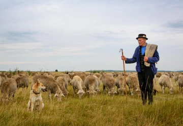 Hungarian shepherd